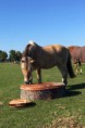 /album/fotogalerij-its-up-to-you-healing/img-20170923-wa0035-jpg/